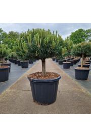 Pinus nigra Brepo® cutted C110 Lit. Na steblu 30 cm Krošnja 100-110 cm