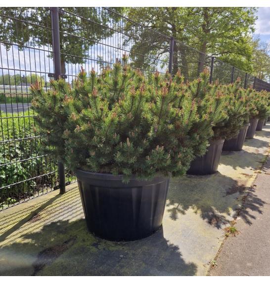 Pinus mugo Klostergrün C230 Lit. 120/+ cm