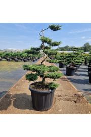 Juniperus communis Repanda C80 Lit. 100-125 Bonsai