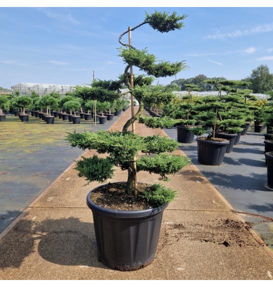 Juniperus communis Repanda C80 Lit. 100-125 Bonsai
