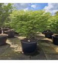 Euonymus alatus Compactus C280 Lit. 150-160 cm