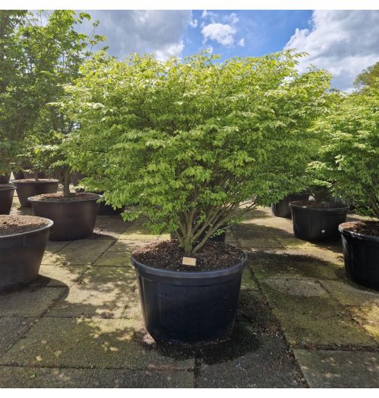 Euonymus alatus Compactus C280 Lit. 150-160 cm