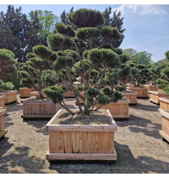 Pinus mugo Gnom v lesenem koritu 110x110 cm 180-200 cm Bonsai