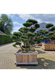 Pinus mugo Gnom v lesenem koritu 120x120 cm 200/+ cm Bonsai