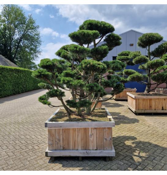Pinus mugo Gnom v lesenem koritu 120x120 cm 200/+ cm Bonsai