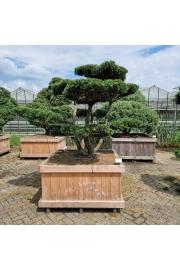 Pinus mugo Gnom v lesenem koritu 125x125 cm; 150-175 cm; Krošnja 175/200 Bonsai