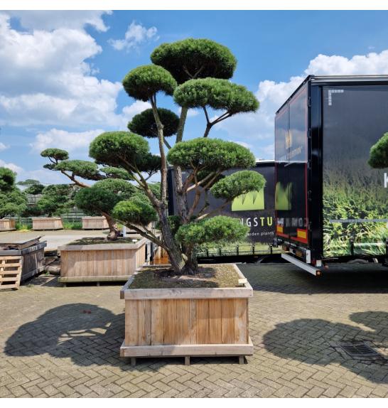 Pinus sylvestris Norsky v lesenem koritu 130x130 cm 250-275 cm Bonsai