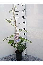 Wisteria floribunda Domino C2 Lit. 80 cm