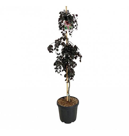 Fagus sylatica Purple Fountain C5 Lit. 50-60 cm