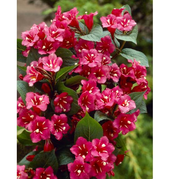 Weigela Bristol Ruby C7,5 Lit. Na steblu 60 cm