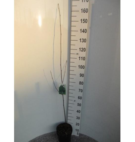 Betula utilis Jacquemontii C5 Lit. 125-150 cm