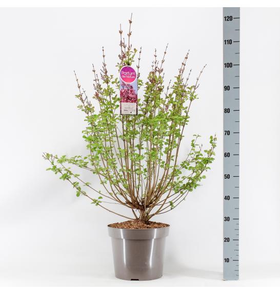 Syringa Tinkerbelle C7,5 Lit. 50-60 cm