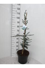 Cedrus libani Glauca C10 Lit. 60-80 cm