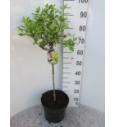 Weigela Magic Rainbow C7,5 Lit. Na steblu 60 cm