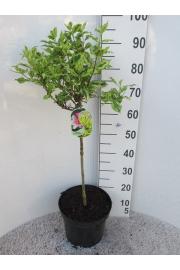 Weigela Magic Rainbow C7,5 Lit. Na steblu 60 cm