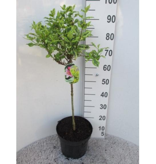 Weigela Magic Rainbow C7,5 Lit. Na steblu 60 cm