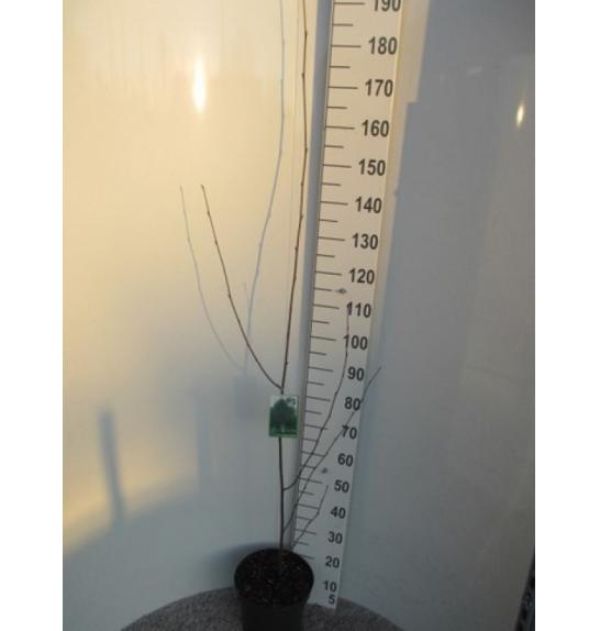 Betula utilis Jacquemontii C7,5 Lit. 150-175 cm