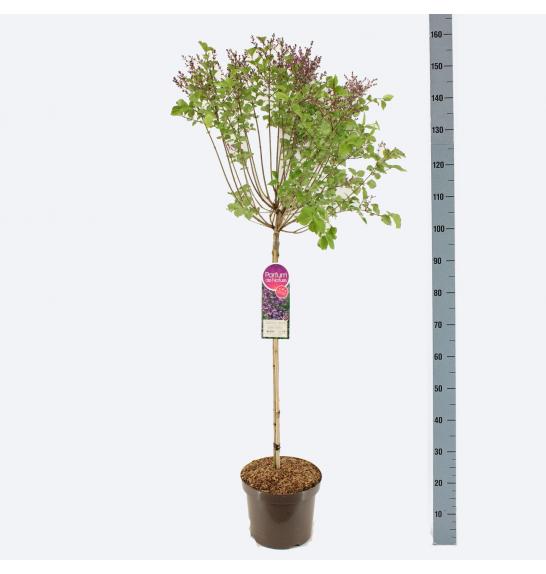 Syringa bloomera Dark Purple C10 Lit. Na steblu 80 cm
