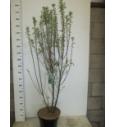 Amelanchier canadensis Rainbow Pillar C7,5 Lit. 100-120 cm