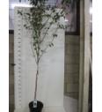 Betula utilis Jacquemontii C7,5 Lit. 175-200 cm