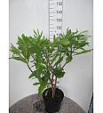 Edgeworthia Chrysantha C10 Lit. 50-60 cm