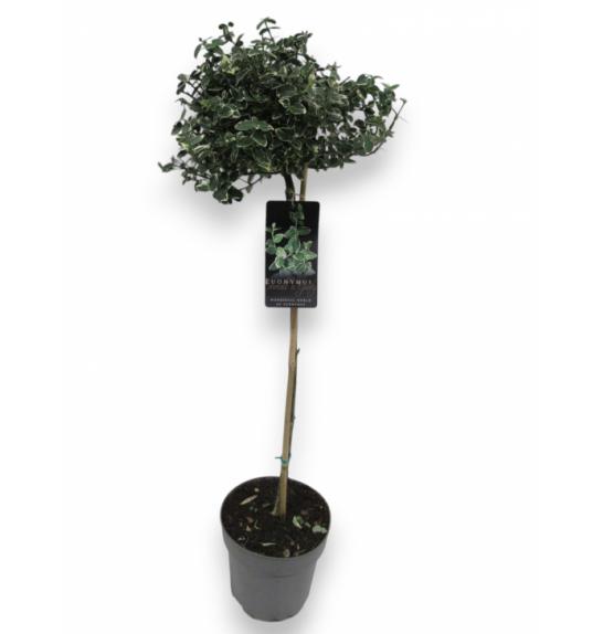 Euonymus fortunei Emerald Gaiety C10 Lit. Na steblu 110 cm