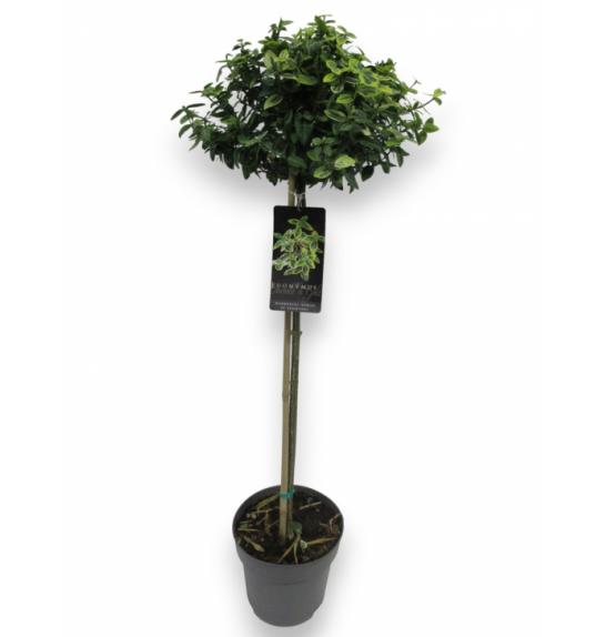 Euonymus fortunei Emerald Gold C10 Lit. Na steblu 110 cm