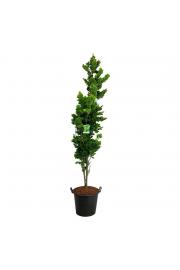 Fagus sylvatica Dawyck Gold C7,5 Lit. 100-125 cm