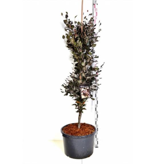 Fagus sylvatica Dawyck Purple C10 Lit. 100-125 cm