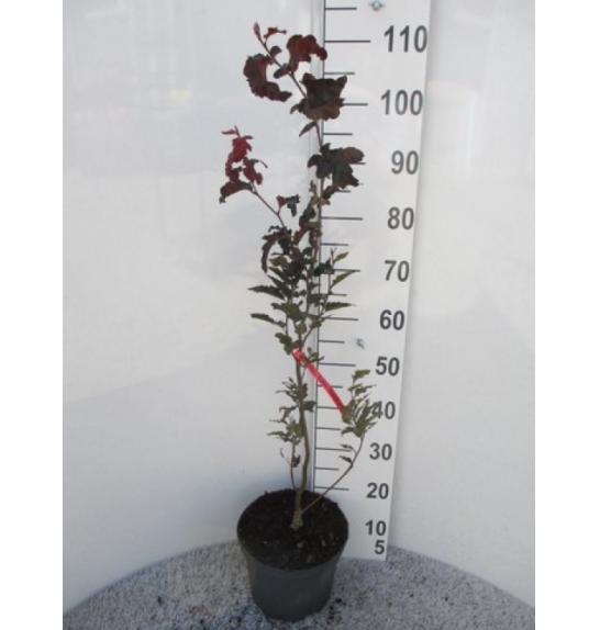 Fagus sylvatica Rohan Obelisk C10 Lit. 100-125 cm