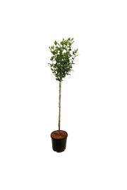 Hibiscus syriacus Mathilde C10 Lit. Na steblu 100 cm