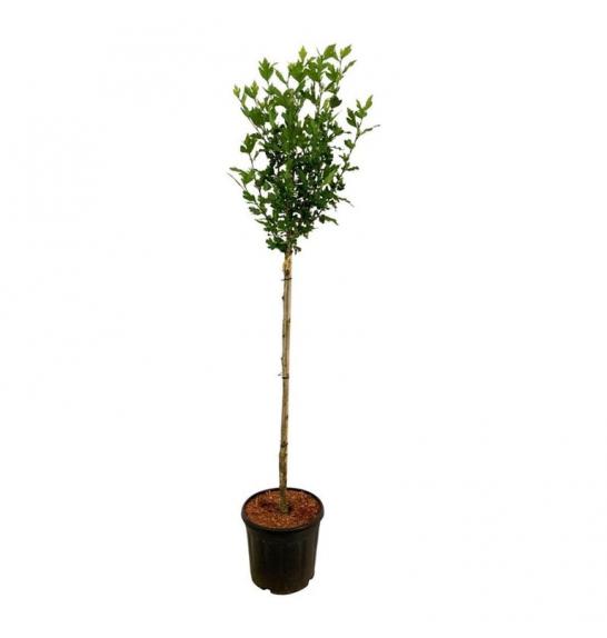 Hibiscus syriacus Mathilde C10 Lit. Na steblu 100 cm