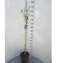 Hibiscus syriacus Totus Albus C10 Lit. Na steblu 100 cm