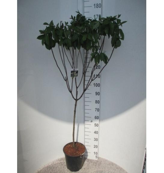 Hydrangea paniculata Grandiflora C10 Lit. Na steblu 80 cm