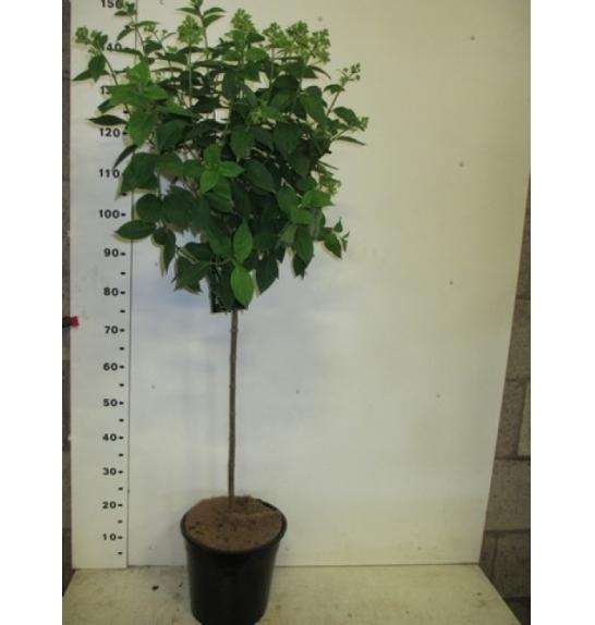 Hydrangea paniculata Limelight C10 Lit. Na steblu 80 cm