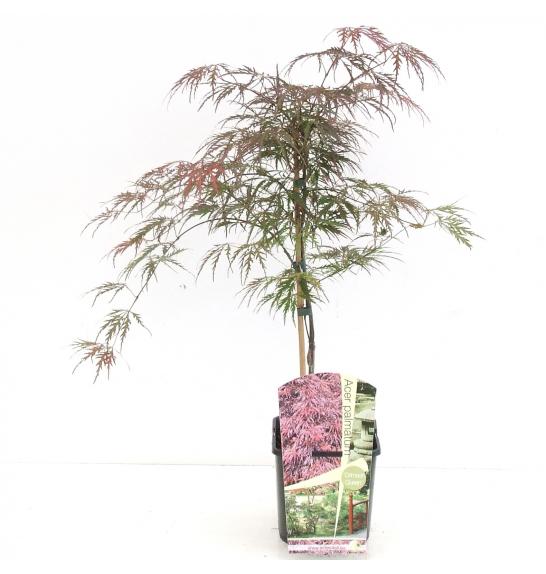Acer palmatum Crimson Queen C10 Lit. 40-50 cm