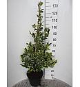 Ilex altaclerensis Golden King C10 Lit. Piramida 80-100 cm