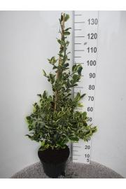 Ilex altaclerensis Golden King C10 Lit. Piramida 80-100 cm