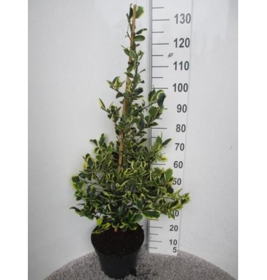 Ilex altaclerensis Golden King C10 Lit. Piramida 80-100 cm
