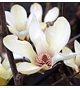 Magnolia Sunrise C10 Lit. 80-100 cm