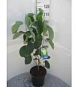Magnolia Daphne C10 Lit. 100-125 cm