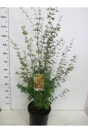 Acer palmatum Wilson's Pink Dwarf C10 Lit. 80-100 cm