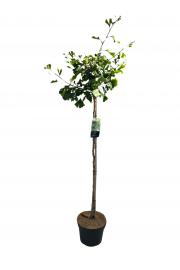 Ginkgo biloba Pendula C10 Lit. Na steblu 100 cm