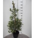 Ilex aquifolium Argentea Marginata C10 Lit. Piramida 100-120 cm