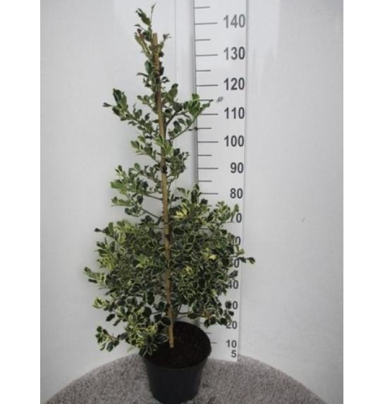 Ilex aquifolium Argentea Marginata C10 Lit. Piramida 100-120 cm