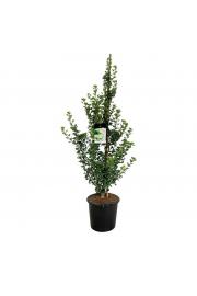 Ginkgo biloba Menhir C10 Lit. 100-125 cm