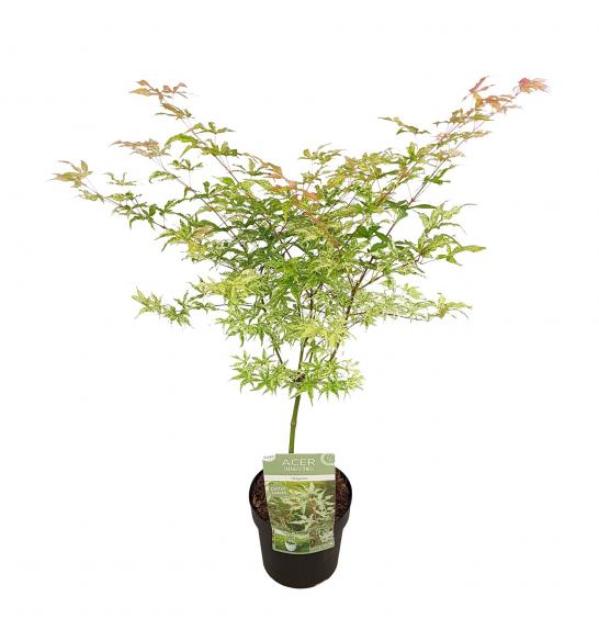Acer palmatum Ukigumo C7,5 Lit. 30-40 cm