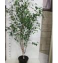 Betula utilis Jacquemontii C10 Lit. 150-175 cm multistam