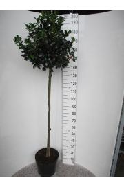 Ilex meserveae Heckenfee C15 Lit. Na steblu 100 cm