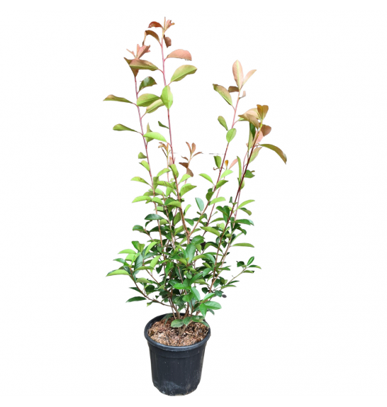 Photinia fraseri Red Robin C35 Lit. 150-175 cm